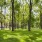 a grassy area with trees in the back